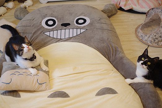 猫マスター本気の猫部屋紹介