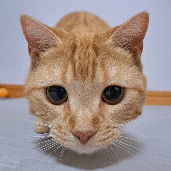 見つめるアメリカンショートヘア