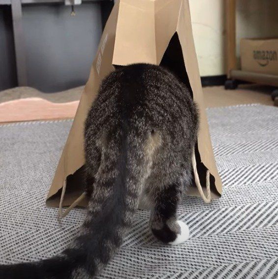 猫ホイホイにハマるおはぎちゃん