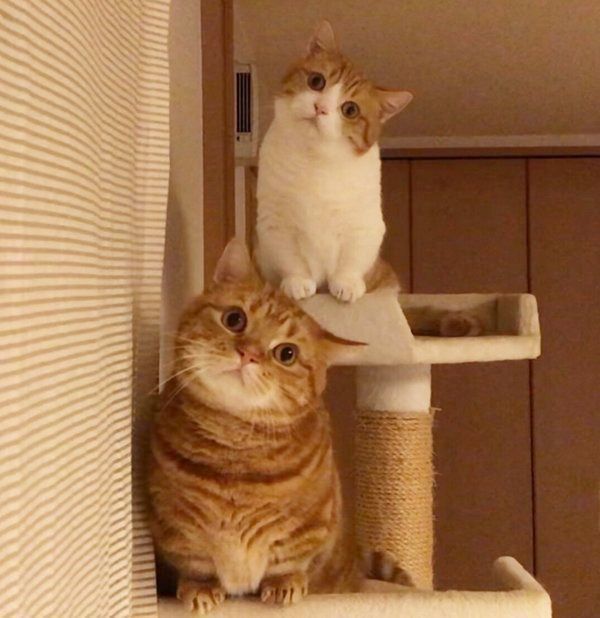 マンチカンの茶太郎くんときなこちゃん