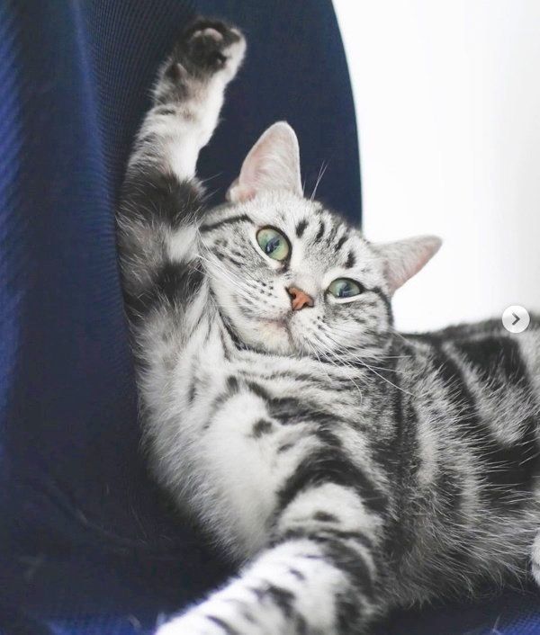 元保護猫・ごまちゃん