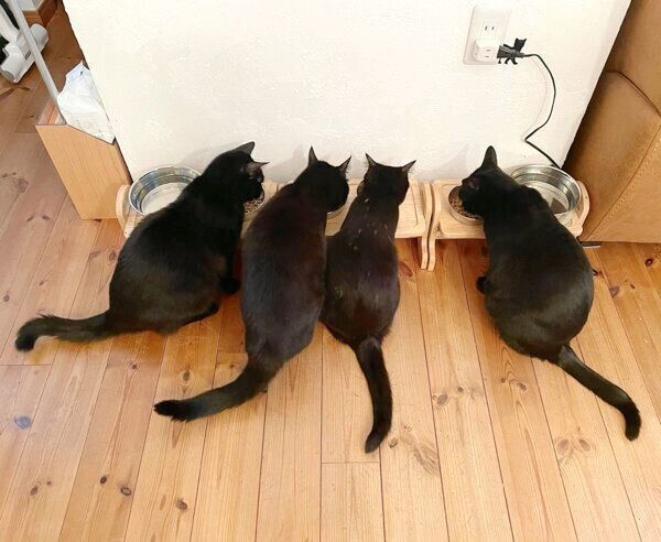 ごはんを食べる猫たち