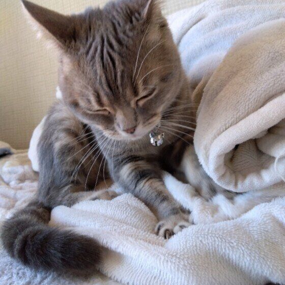 ブリティッシュショートヘアのもち丸ちゃん