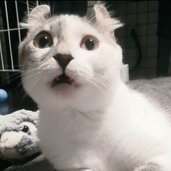 見つめるマンチカール