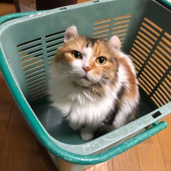 かごに入るアメリカンカール