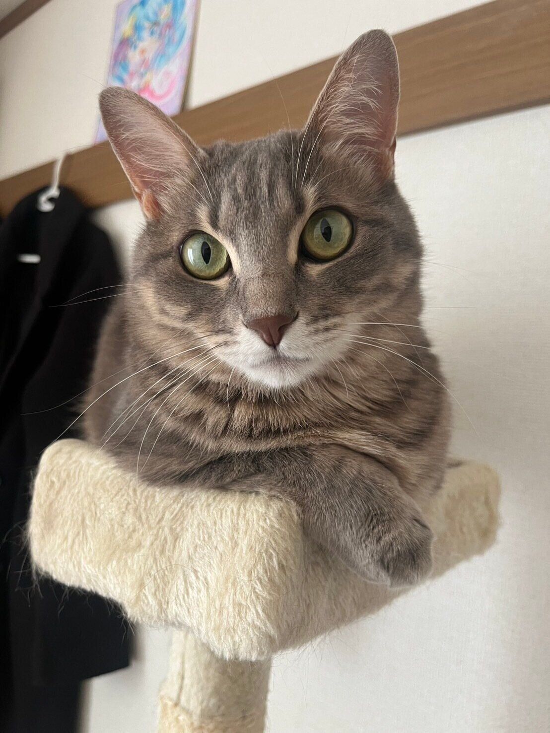 キャットタワーの上に乗っている猫