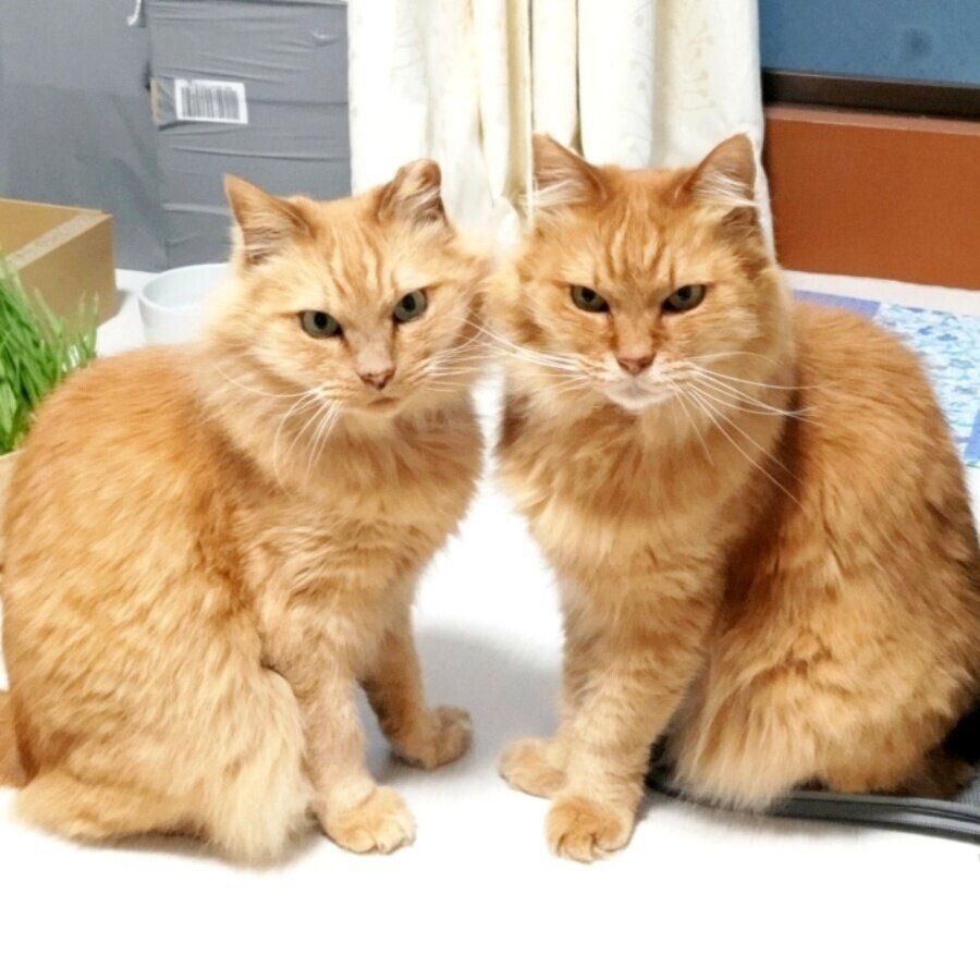 向かい合って座るエルくん（左）とラチくん（右）