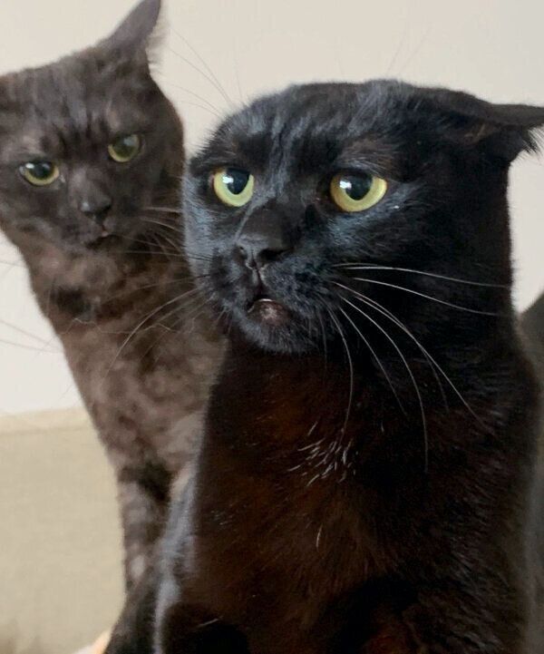 おもしろい表情をするノワちゃん