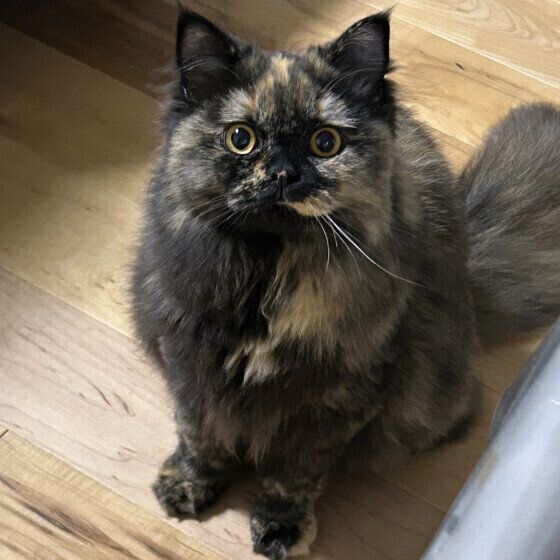 マンチカンのビィビィちゃん