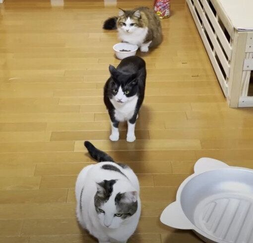 順番に並ぶ猫たち