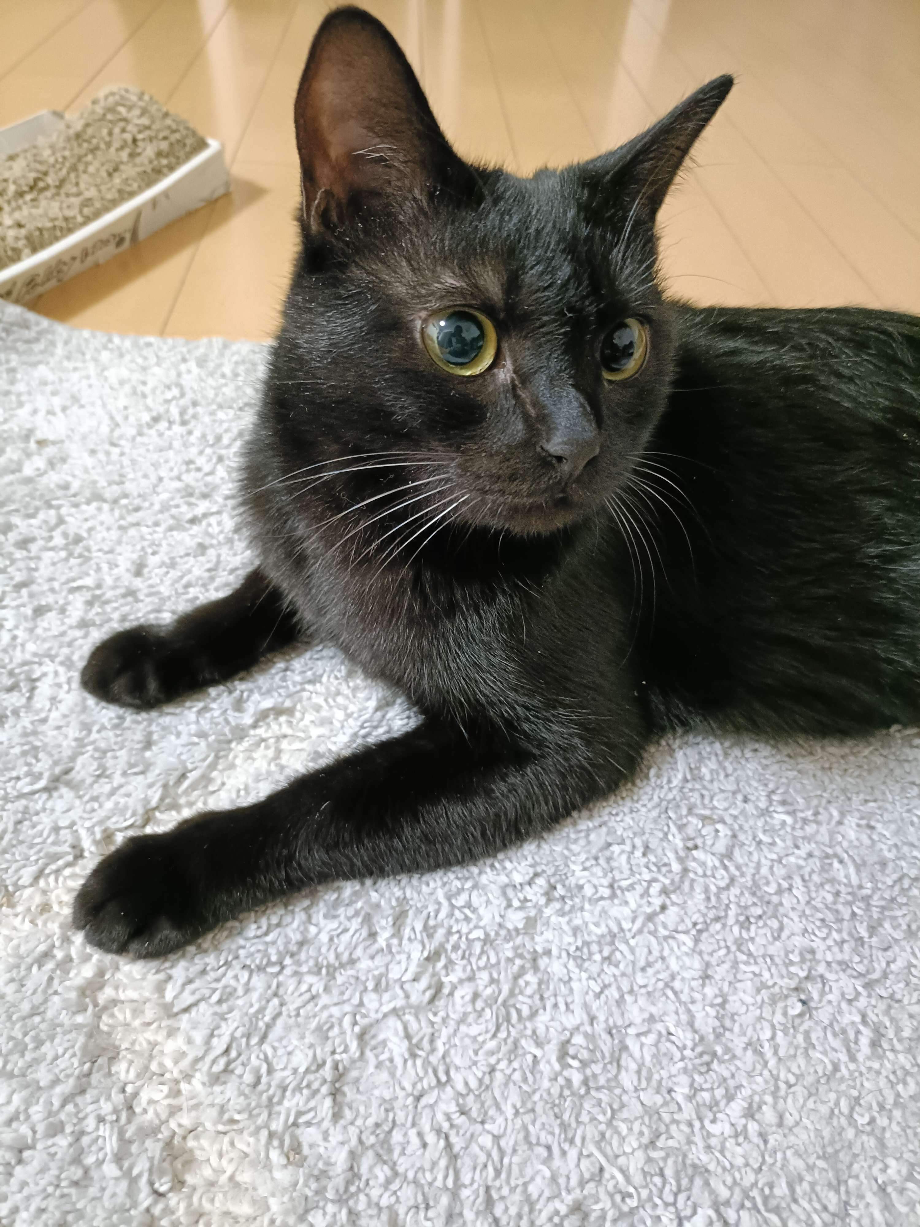 くつろいでいる猫