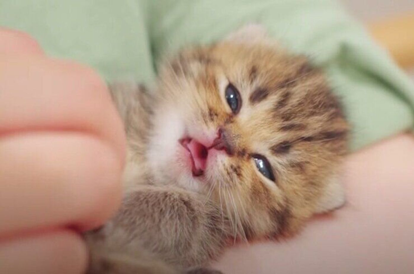 愛に溢れた100日間に感動 出産の瞬間からすくすく育つ2匹の子猫の成長記録 ねこのきもちweb Magazine 愛に溢れた100日間に感動 出産の瞬間からすくすく育つ2匹の子猫の成長記録 ねこのきもちweb Magazine