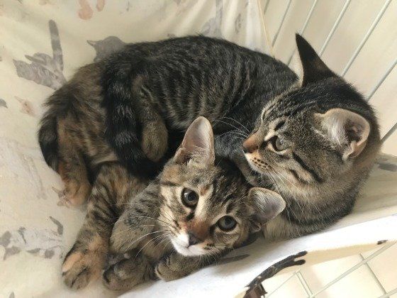 仲良しなおまめちゃんとあずきちゃん