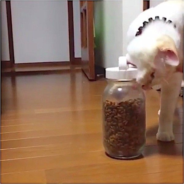 自力でごはんをゲットするニャンコ