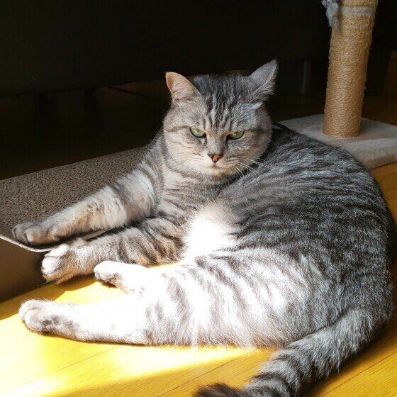 サバトラのリオくん