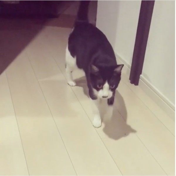 先陣を切るニャンコ