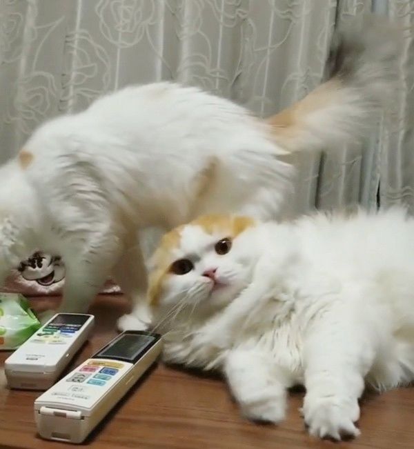 妹猫に倒される兄猫