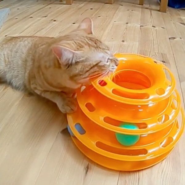 おもちゃにイライラする猫