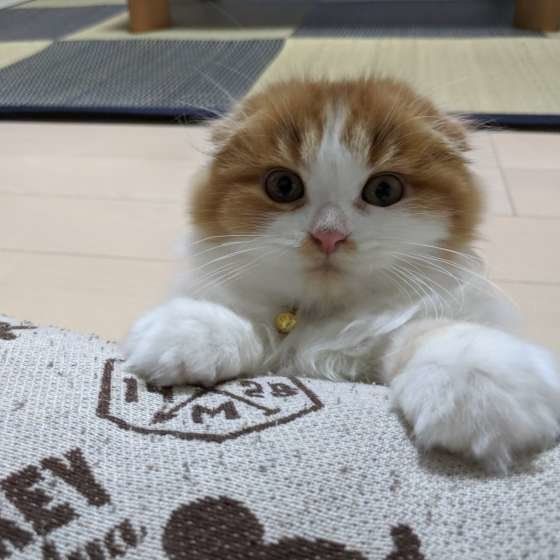 ソファに手をかけるスコティッシュフォールド