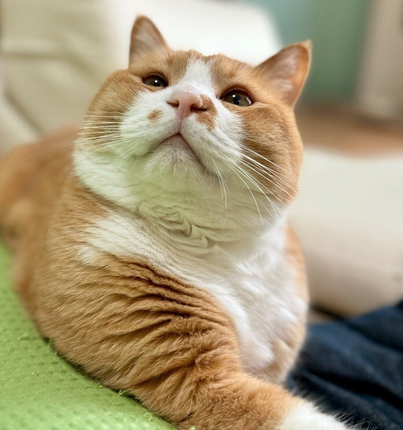 まんまる顔が愛らしいさんてくん