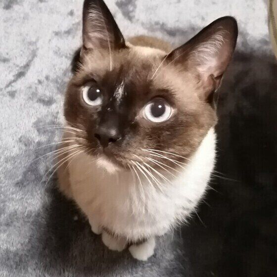 見上げるシャム