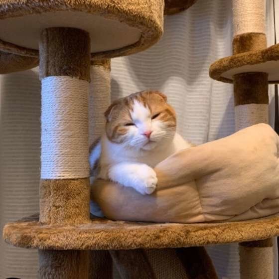 キャットタワーでうとうとするスコティッシュフォールド