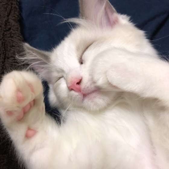 ラグドールのルイくん