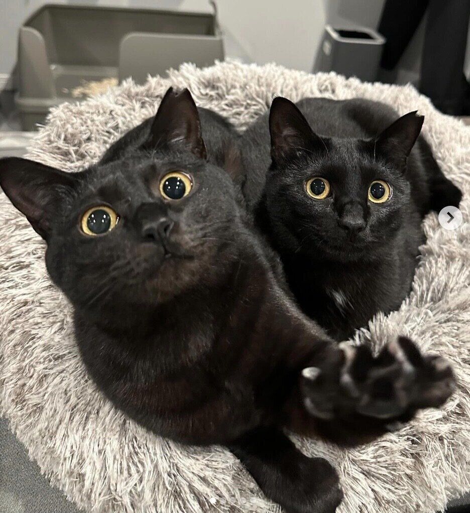 仲良しなルアちゃん、ネロちゃん