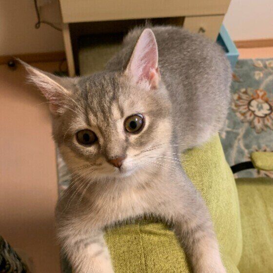 ブリティッシュショートヘアの丸虎ちゃん