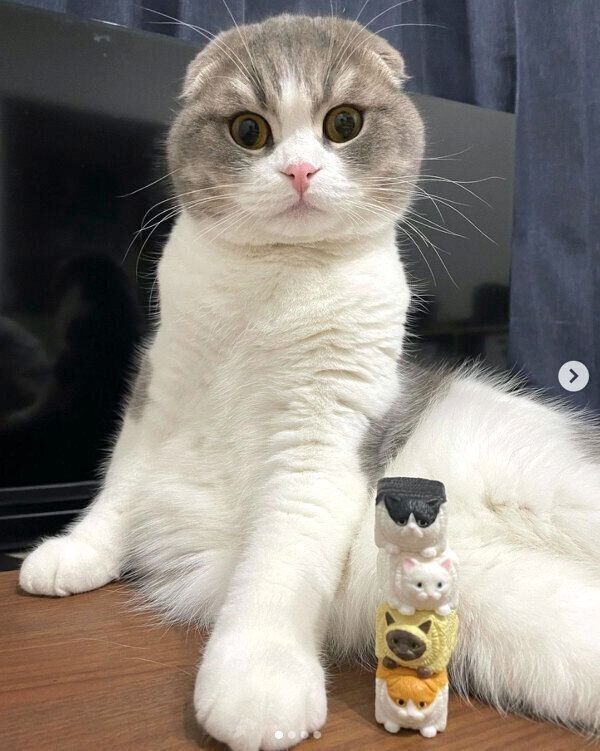 カプセルトイ「ねこキューブ」