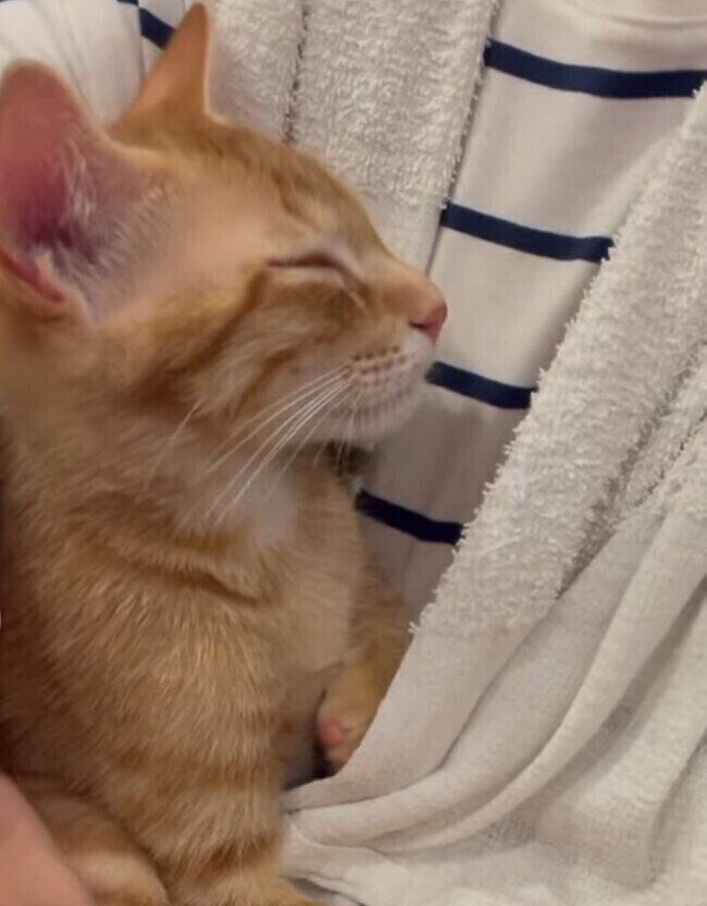 飼い主に抱っこされている猫