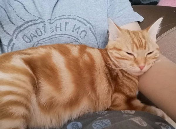 膝の上に乗るアメリカンショートヘア