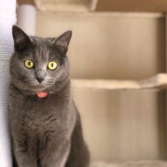 シャルトリュー