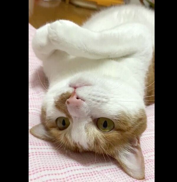 寝転がるゆずちゃん