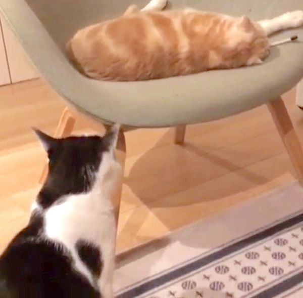 猫パイセンをガン見するブリティッシュショートヘア