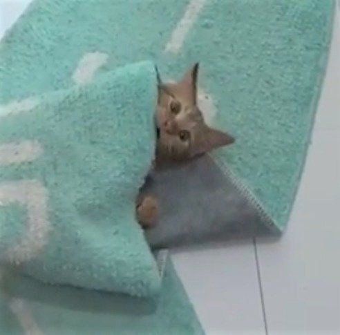 かくれんぼする猫のレイくん