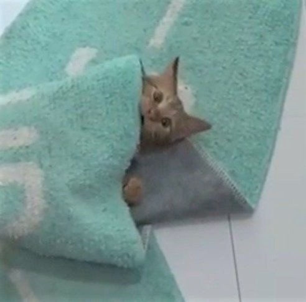 かくれんぼする猫 その様子をじっと見つめる4つの目 ねこのきもちweb Magazine かくれんぼする猫 その様子をじっと見つめる4つの目 ねこのきもちweb Magazine