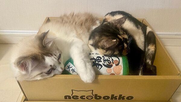 「つめとぎボックス」でくつろぐ猫