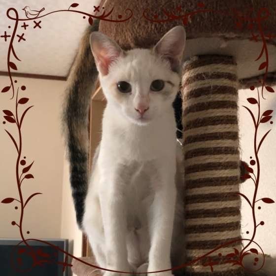 飼い主さんの方を向く子猫