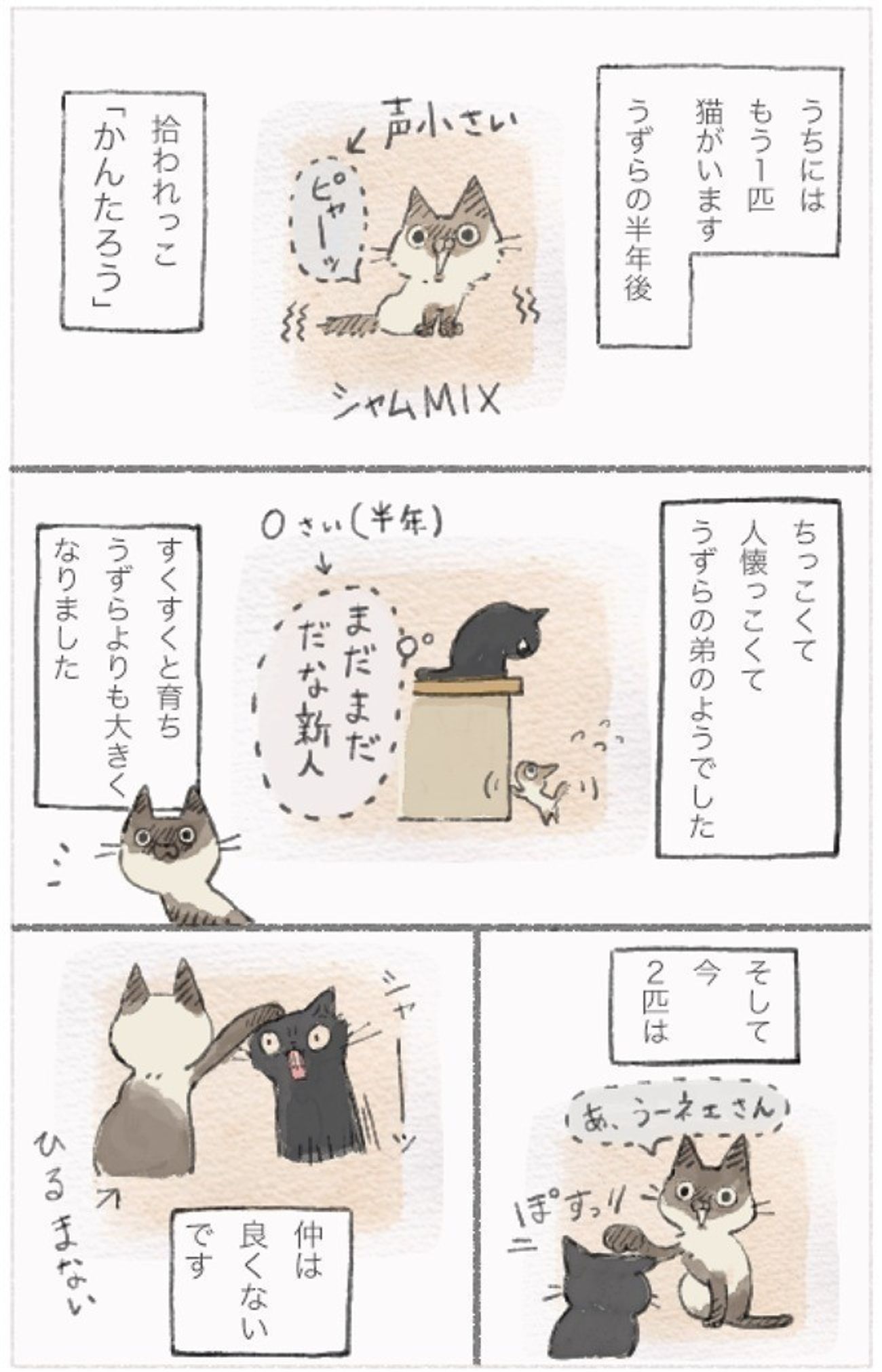 猫2匹と私のエッセイ漫画 ねこ連れ草 連載開始 初回は一挙2話配信 ねこのきもちweb Magazine