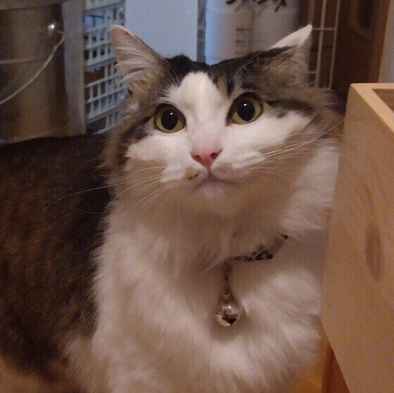 キジトラのニコくん