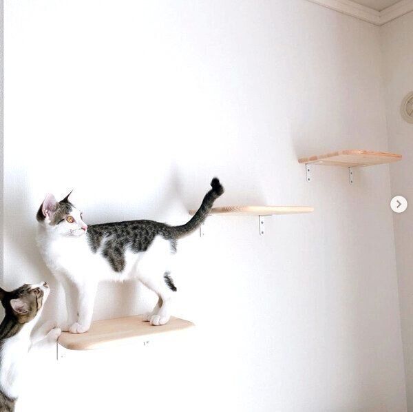 キャットステップに乗るソラちゃんとマルちゃん