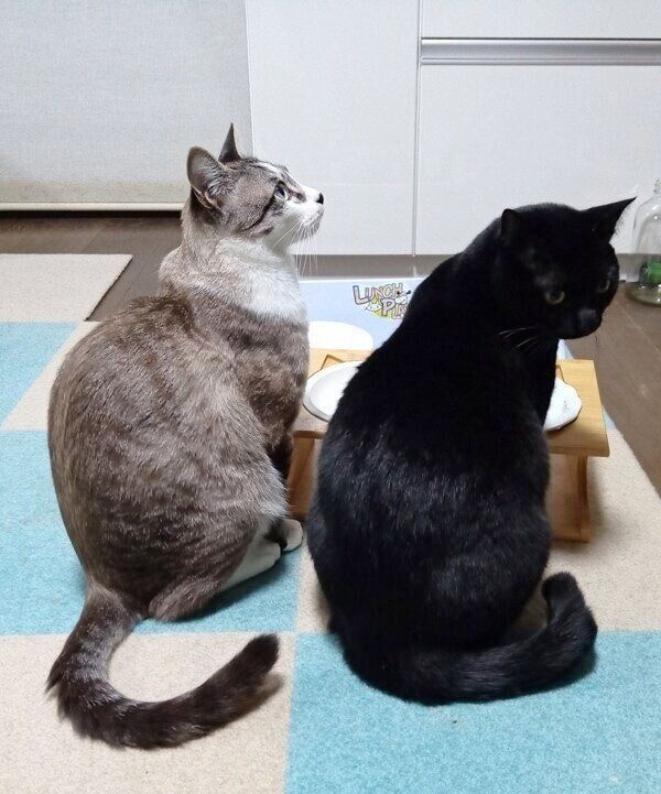 お姉ちゃん猫のなつちゃんとツーショット