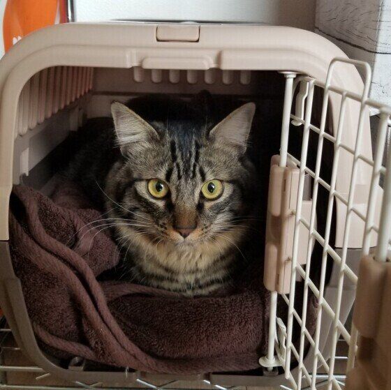 キャリーケースに入ったキジトラ猫