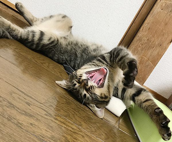 あくびする猫