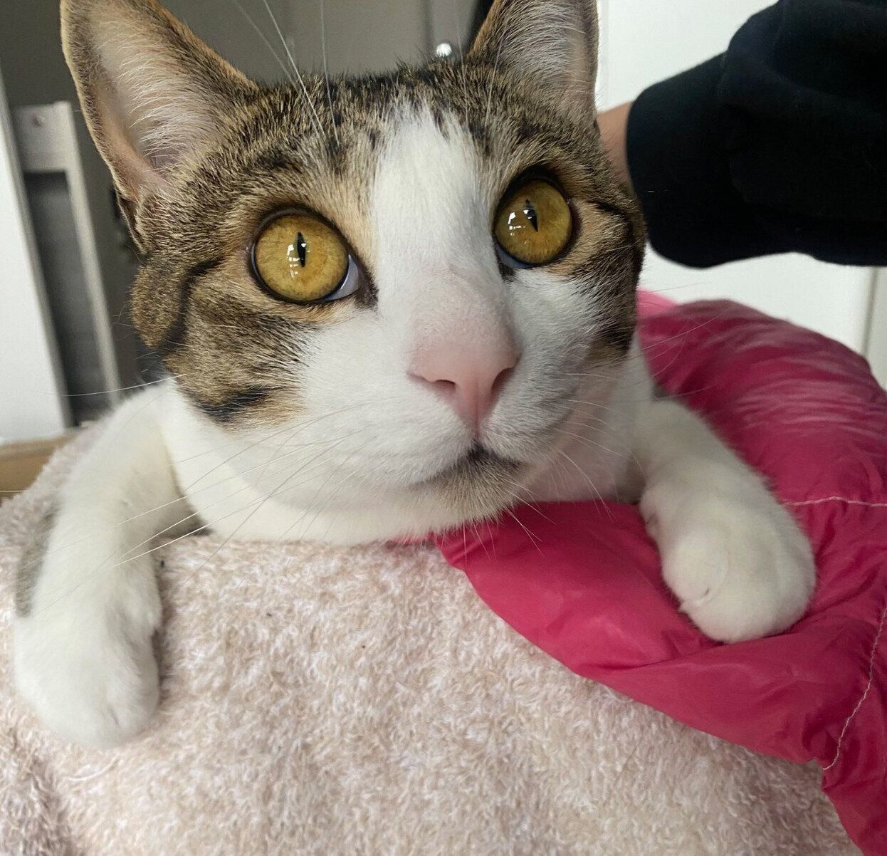 まんまるおめめの杏忍くん