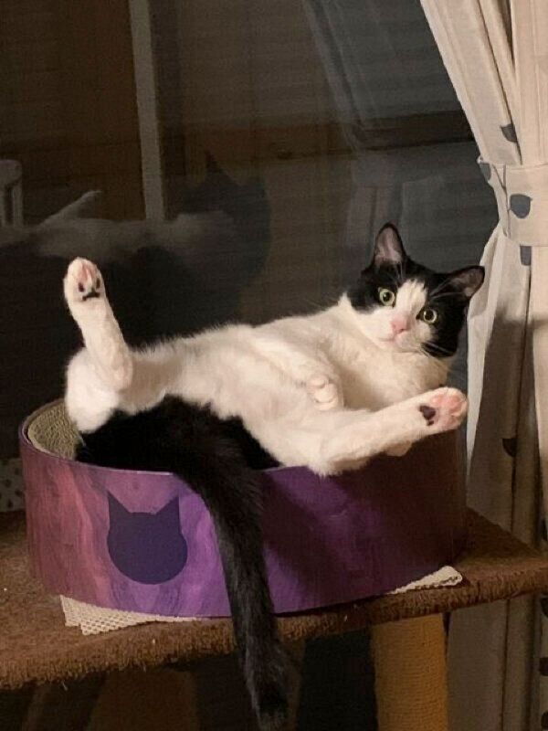 くつろぐもみじちゃん