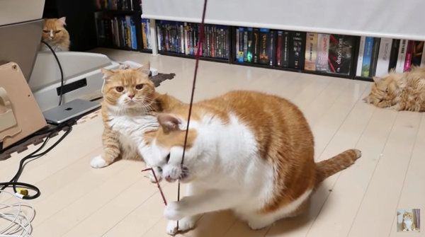 猫じゃらしで遊ぶマンチカン