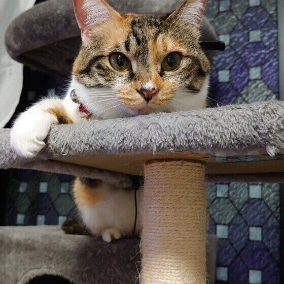 キャットタワーでくつろぐミケ猫