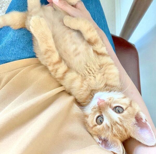 甘えるみゃおちゃん